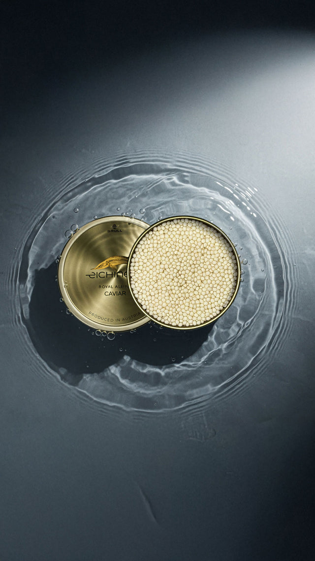 Albino Caviar floating on shallow Water