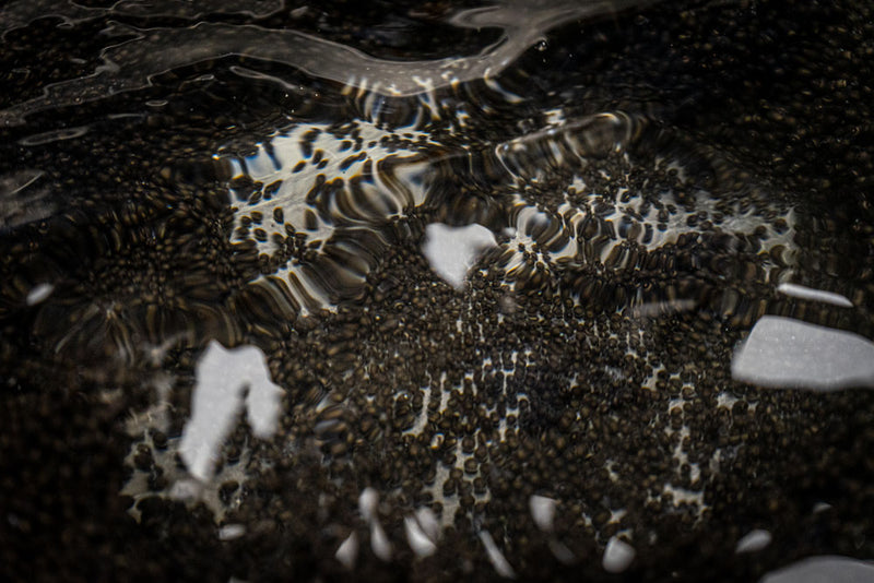 Sturgeon Caviar under Water