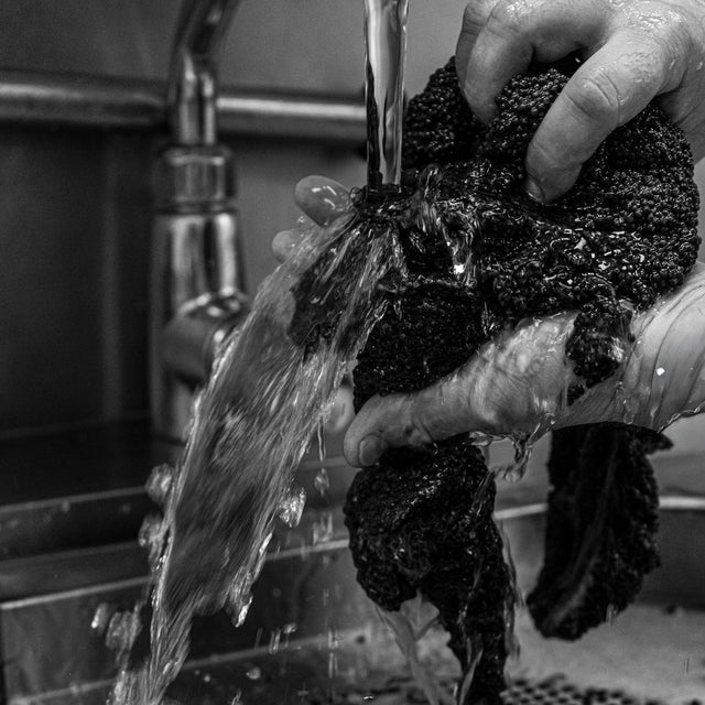 Caviar being washed and produced right after harvest