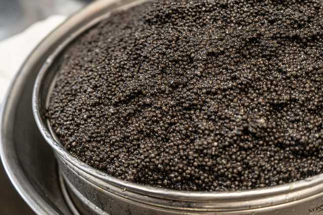 A pile of fresh, chocolate brown Imperial Baerii Caviar ready to be packaged in diverse sizes