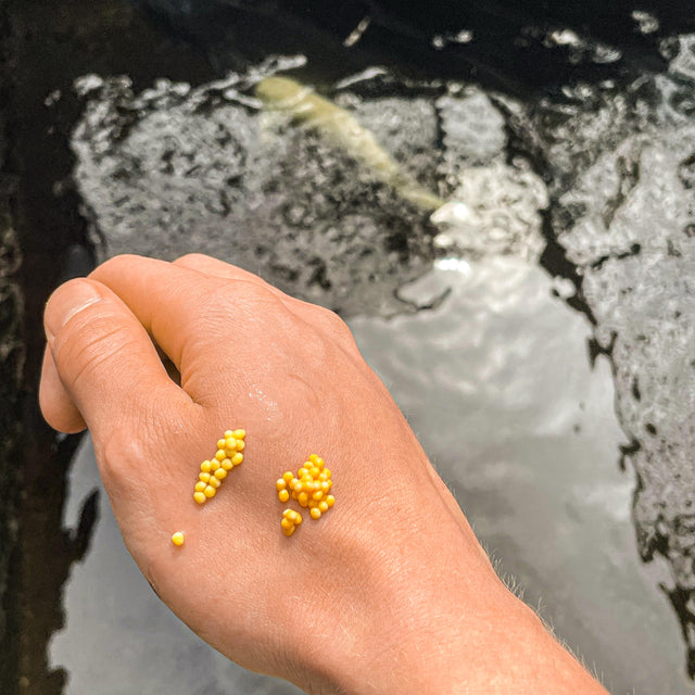 checking quality of Albino Caviar