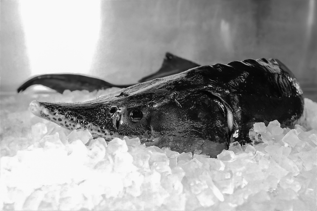 A Sibirien Sturgeon placed on a pile of ice ready for caviar harvesting