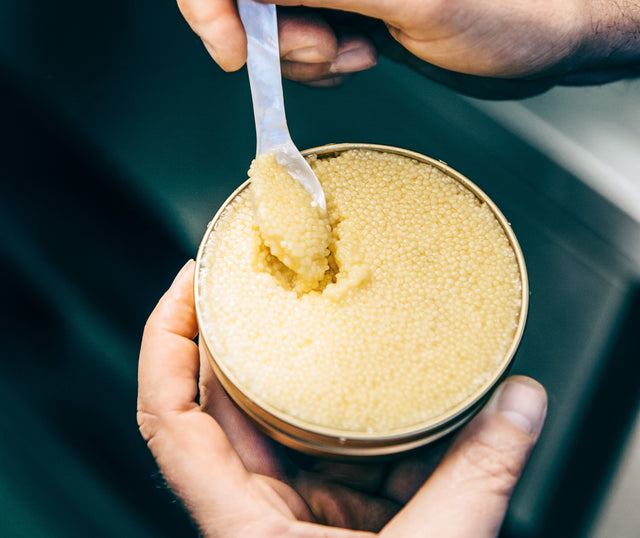 A Mother of Pearl Spoon taking a big scoop of fresh Royal Albino Caviar