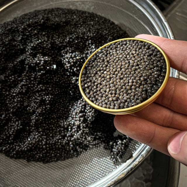 Freshly produced custom Caviar in 30g can
