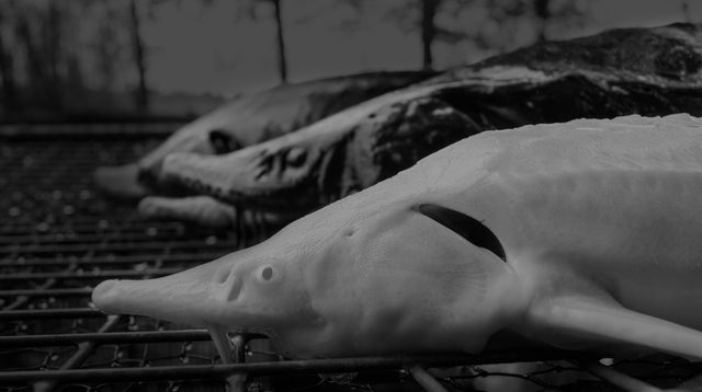 Beluga Stör und Albino Stör