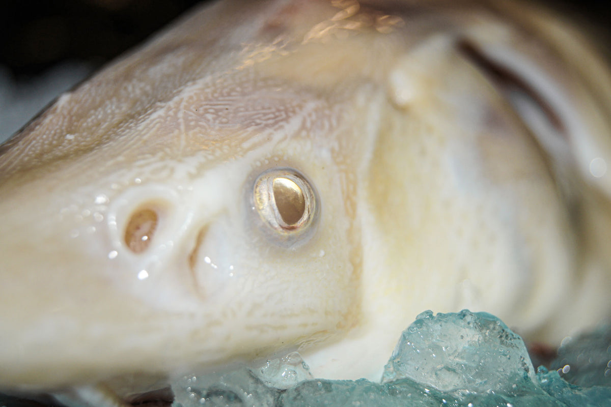 Very rare albino Sturgeon laying on ice
