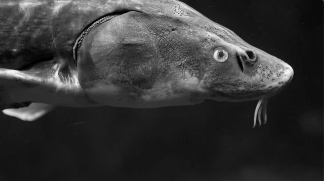 Acipenser Baerii Swimming in crystal clear Water