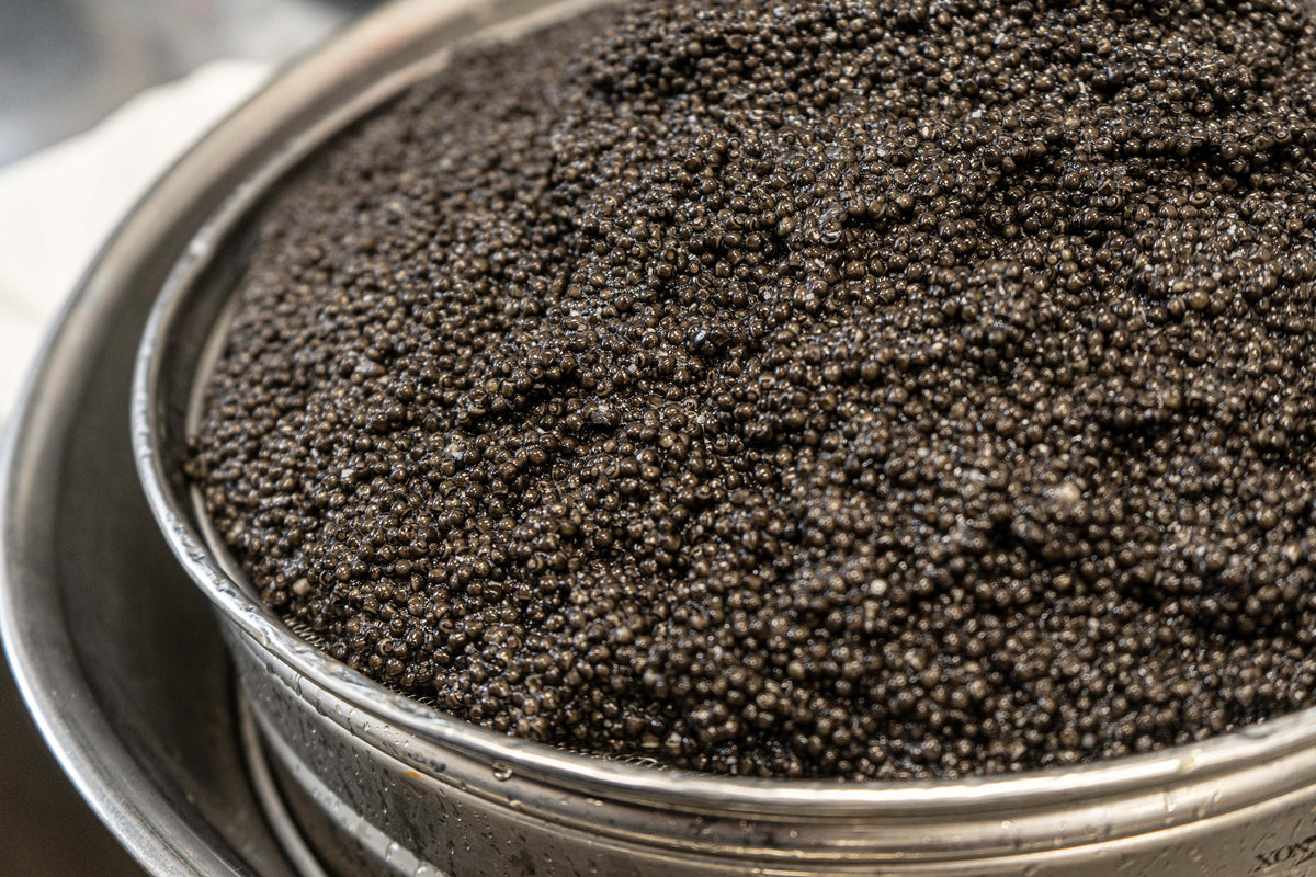 A pile of fresh, chocolate brown Imperial Baerii Caviar ready to be packaged